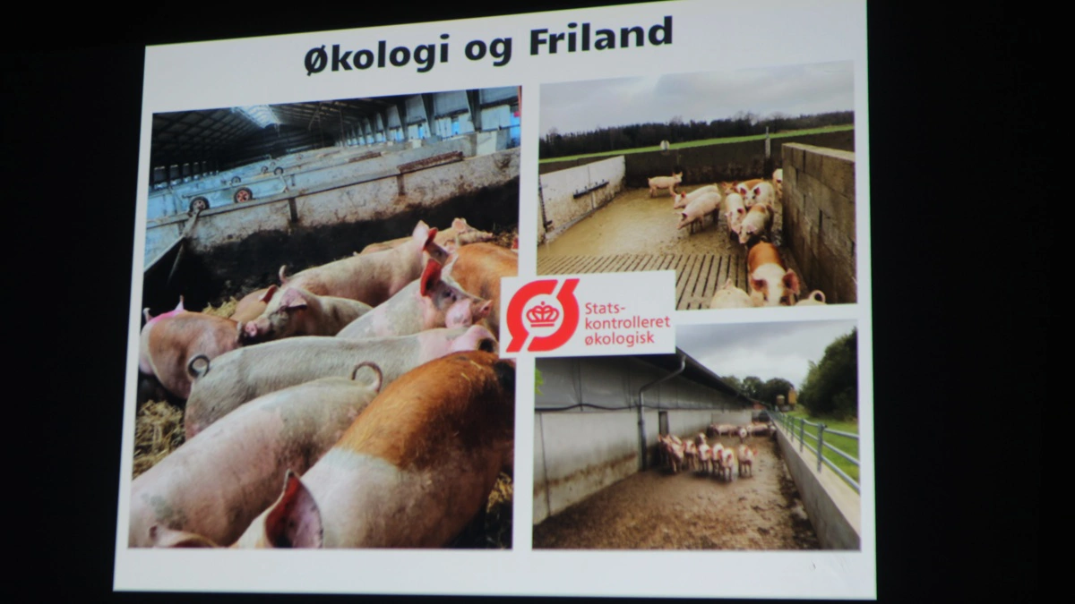 Den veganske aktivist Stefan Leander vurderer, at de fleste danskere ikke ved, at de fleste slagtesvin i økologisk frilandsproduktion går på beton både ude og inde, og det ønsker han at highlighte. Fotos: Anne Wolfenberg