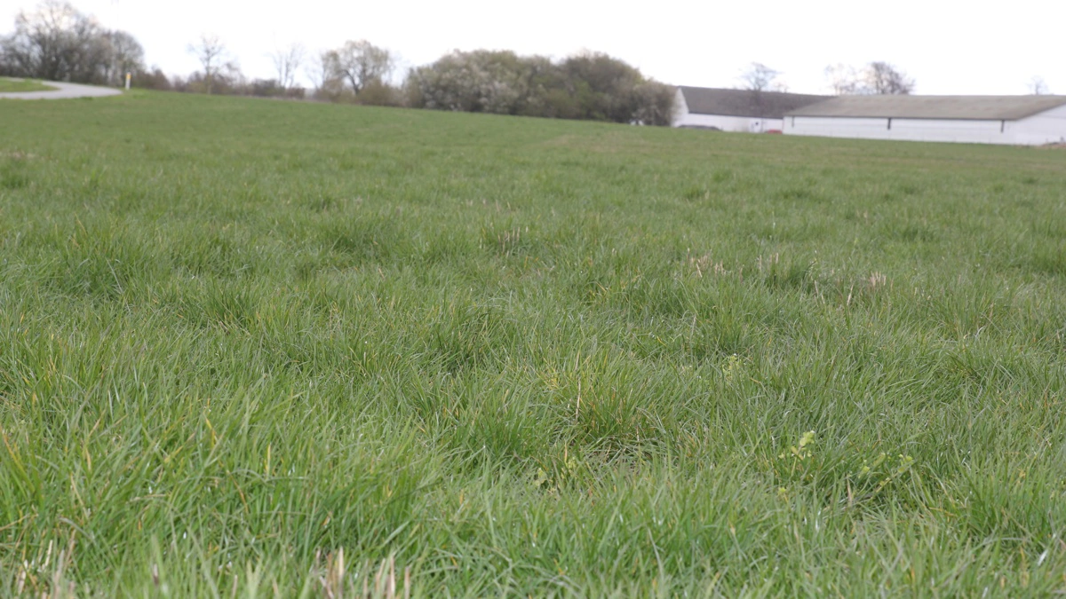 Frøgræsset har netop nu den rette størrelse til droneoverflyvning. Om en måneds tid er det for sent, lyder det fra Velas. Foto: Henriette Lemvig