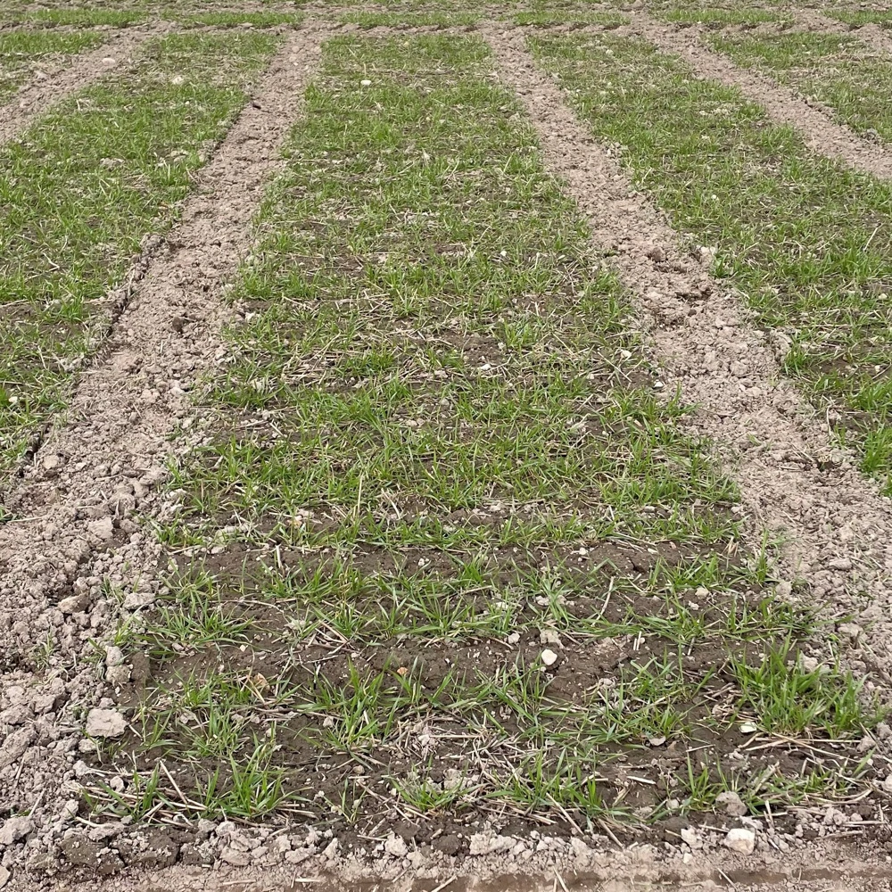 Foto fra parcellerne i Aarhus taget den 17. marts. Foto: Jens Bach Andersen