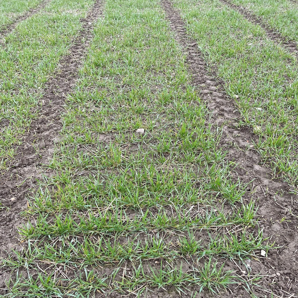 Her ses parcellen i Aarhus den 13. april. Bortset fra en lidt mørkere grøn farve er det tydeligt, at der ikke er sket meget. Foto: Jens Bach Andersen