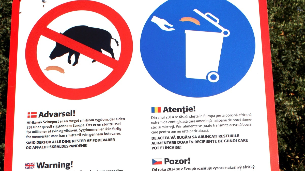 Som det er kendt på mange rastepladser i Danmark, gør myndighederne meget ud af at informere om smittevejene for afrikansk svinepest. I Tyskland har man i længere tid døjet med den smitsomme sygdom. Arkivfoto