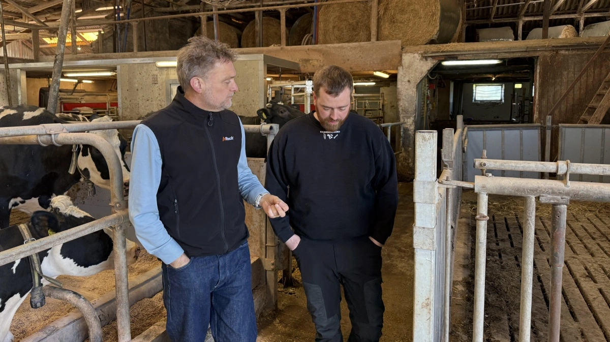 Efter introduktionen af toksinbinderen MTB OP er behandlingerne på Kammersgaard Økologi faldet markant – fra flere ugentlige tilfælde til stort set ingen, og sundheden i besætningen er forbedret. Fra venstre: Per Laustsen, Alltech (tv.) og Jesper Trillingsgaard. 