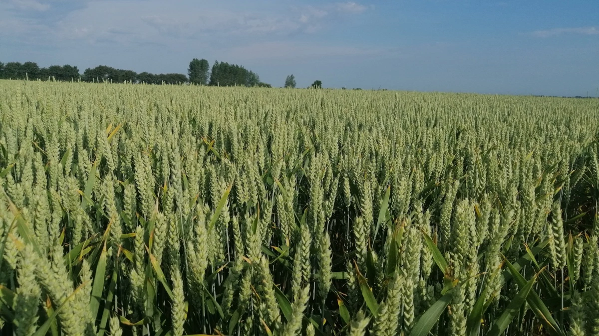 De danske landbrugsarealer er mindre støttede end tidligere. 