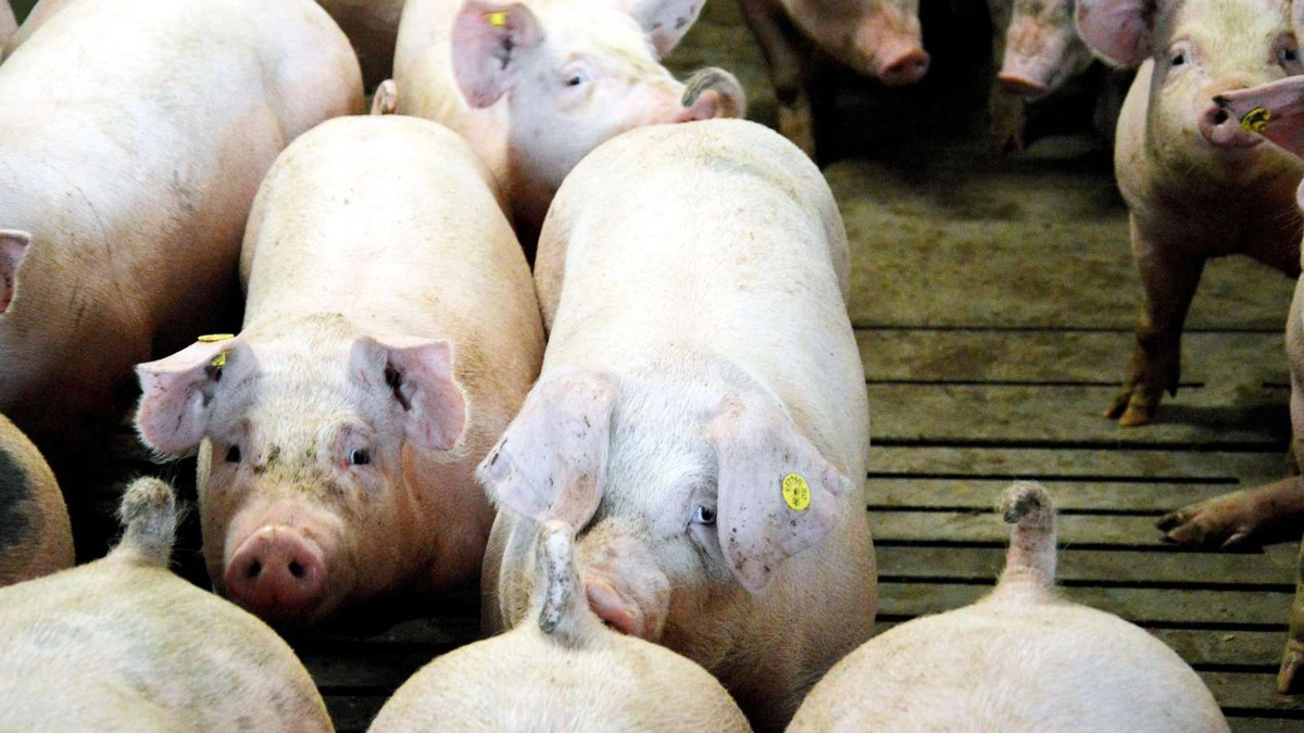 Seges Innovation, Den rullende Afprøvning står bag en ny afprøvning, der skal give et mere præcist estimat for slagtesvindfaktoren samt undersøge, hvordan denne påvirkes af fodringsmetode, slagtetidspunkt og grisens køn. Arkivfotos: Camilla Bønløkke