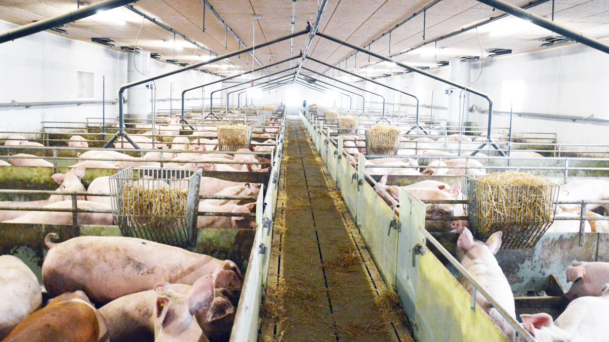 Af meddelelsen fremgår det, at forskellen mellem so- og galtgrisenes slagtesvind var større, når grisene var fodret med tørfoder fremfor vådfoder. 