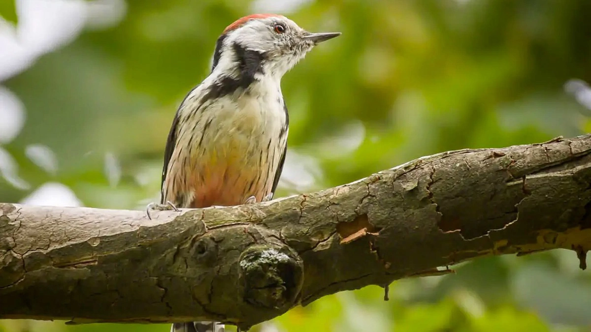 Ny natur og mere dødt ved i skovene har forbedret levevilkårene for mellemflagspætten i Danmark. Arkivfoto