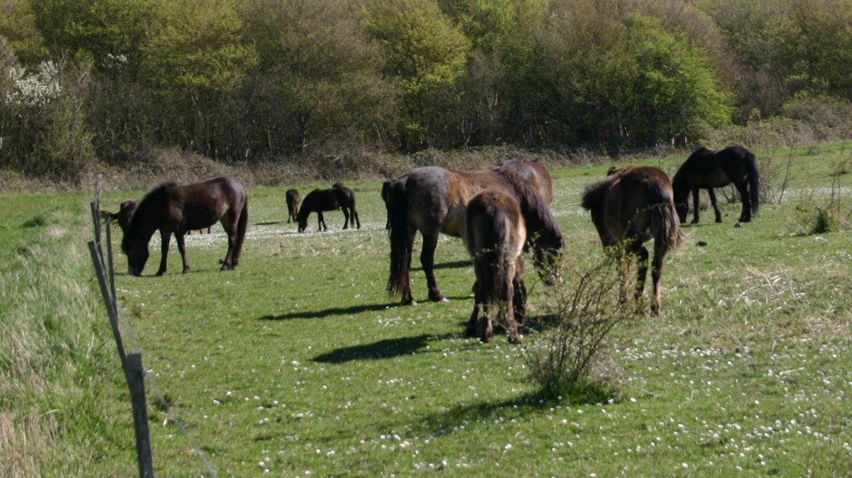 Vildtlevende exmoor-ponyer på Langeland fodres ligesom dyr i rewildingprojekter flere andre steder. Arkivfoto