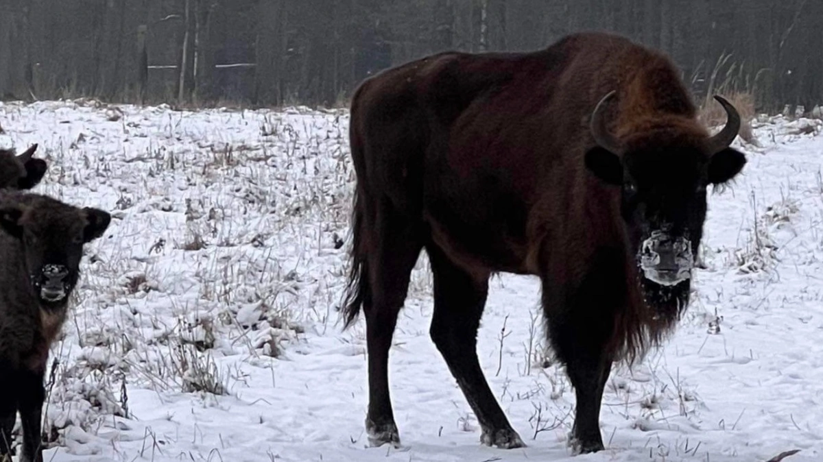 Naturstyrelsen har siden jul støttefodret bisoner i Almindingen på Bornholm. Privatfoto