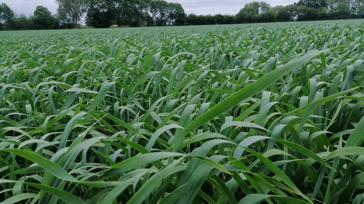 Vårhvede er følsom for angreb i vækststadie 31-37 og sent sået vårhvede skades mest af angrebet, fordi planterne angribes på et tidligt udviklingstrin, og derfor er mere følsomme for angreb. Foto: Camilla Bønløkke