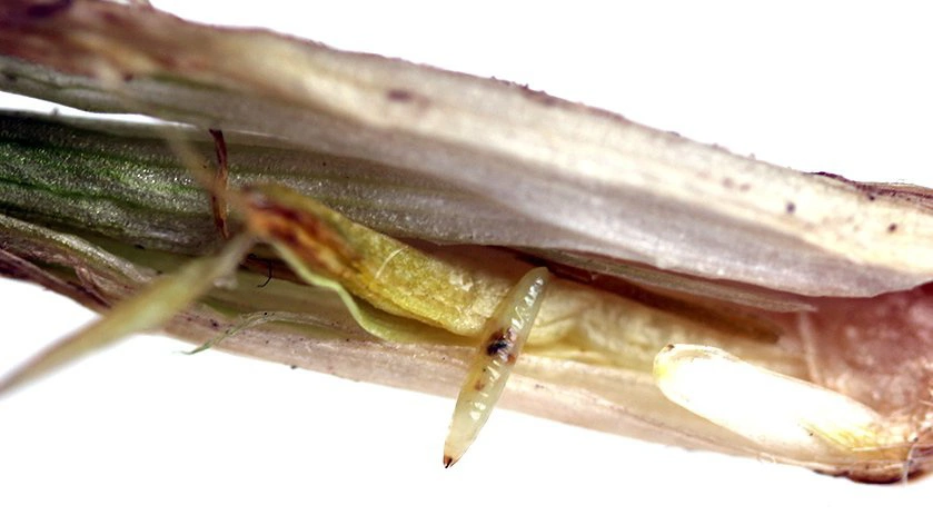 Larve af bygflue, der er tæt på at begyndende forpupning. Bemærk den sorte mundbrod forrest, som ses på alle fluelarver. Foto: Ghita Cordsen Nielsen