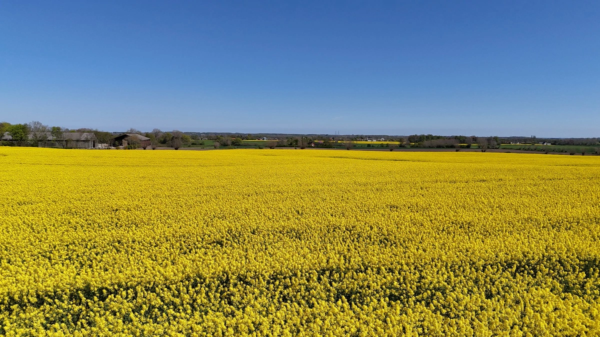 Spiras holder markvandring i rapsmark med fokus på lavt eller ingen kemiforbrug. Foto: Per Jørgensen