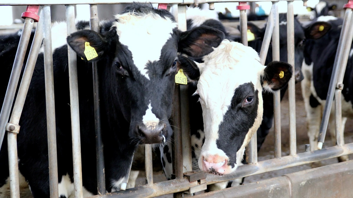 Cruijsen Farming udvider med jordkøb, passerer 1.000 hektar og styrker grovfoder til 1.450 holsteinkøer i vækststrategi på Bornholm. Arkivfoto: Jesper Hallgren