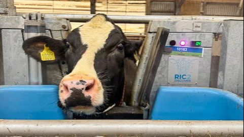 Individuel fodring i Insentec-kasser er en central del af mange forsøg på Dansk Kvægforskningscenter.
