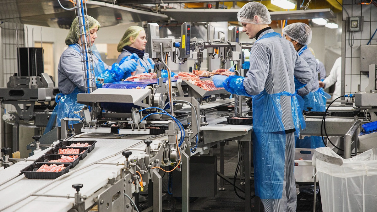 Slagterierne efterspørger fortsat slagteklare grise, men et velassorteret svinekødsmarked og stabile lagre holder foreløbig priserne i ro i Europa. Arkivfoto: Red Star Photo/Danish Crown