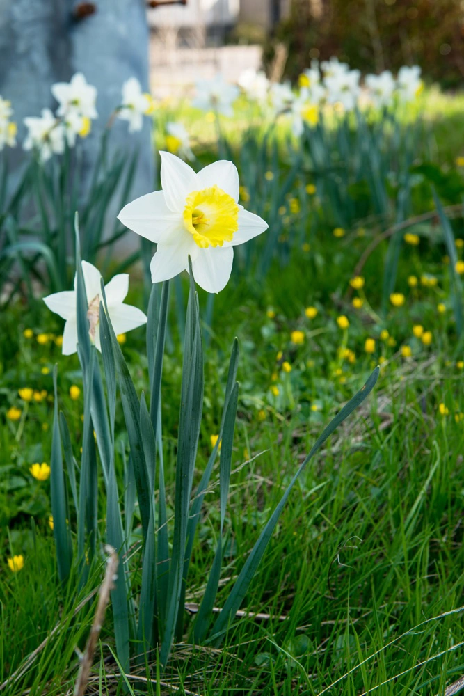 Pinselilje. Foto: Colourbox