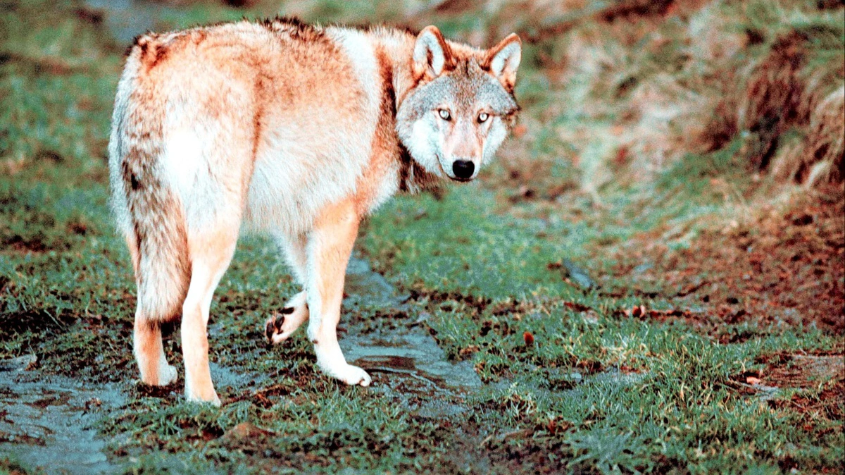 Det var ikke bare én ulv, men hele seks ulve, en gårdejer ved Oksbøl stod over for. Foto: Colourbox 