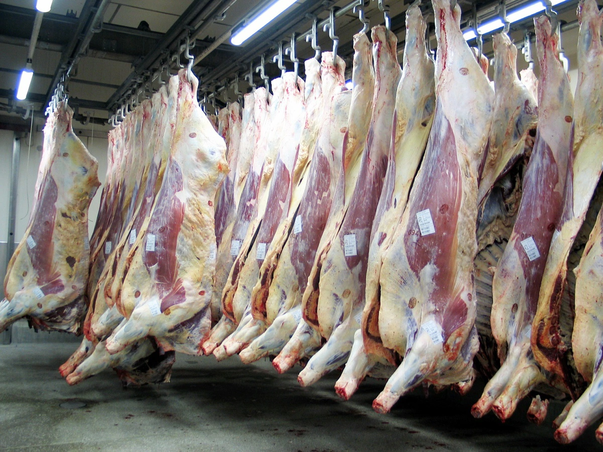 Spørgsmålet om oksekød er en af de største jojere i aftalen, da lavere omkostninger i Mercosur øger konkurrence på pris og kvalitet, og kan presse danske producenter. Arkivfoto: Anne Wolfenberg
