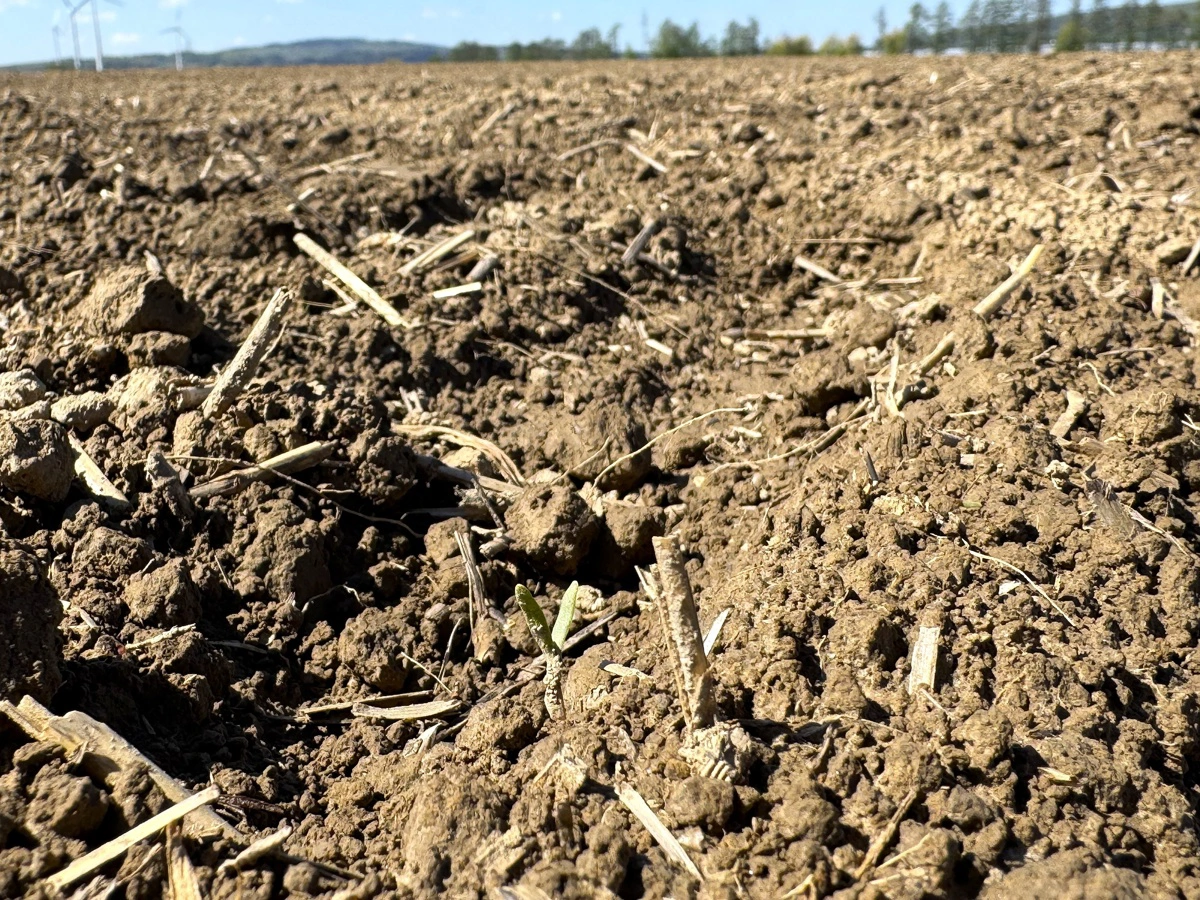 De helt spæde roespirer titter frem fra jorden på det 14 hektar store demonstrationsareal, hvor en række roeoptagere, pendlervogne og læssemaskiner kan iagttages til september. 