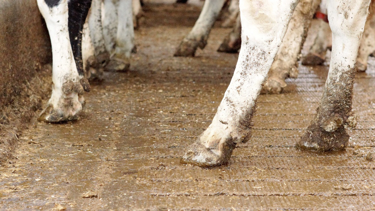 Gulvene skal genrilles efter en årrække. 