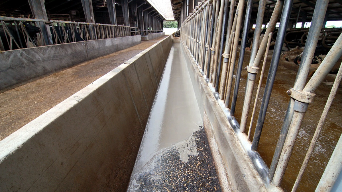 Protectos udfører flere forskellige opgaver i kvægstalde. Foto: Protectos