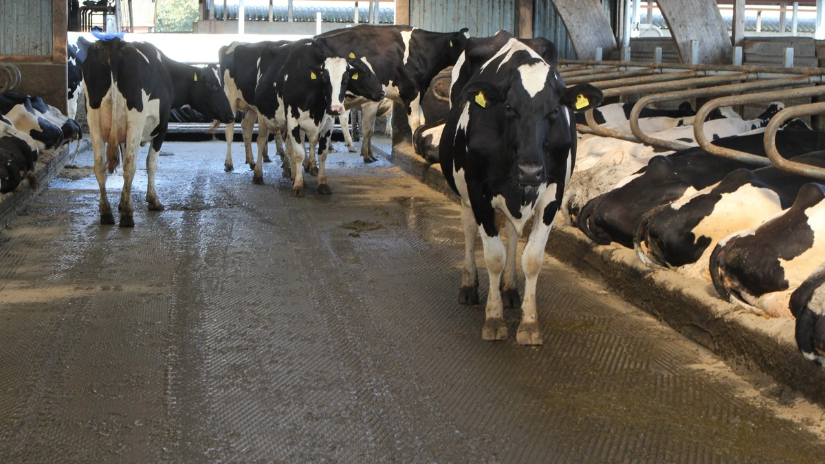 Både spalter og faste gulve kan være glatte i kvægstalde. Firmaet Protectos tilbyder nu at fræse betongulve og rille spalter. Arkivfotos