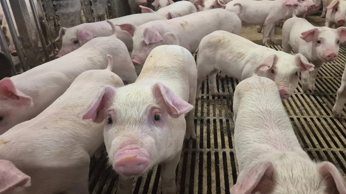Ældre pattegrise og nyfravænnede smågrise rammes hyppigst af influenza. Arkivfoto: Tenna Bang