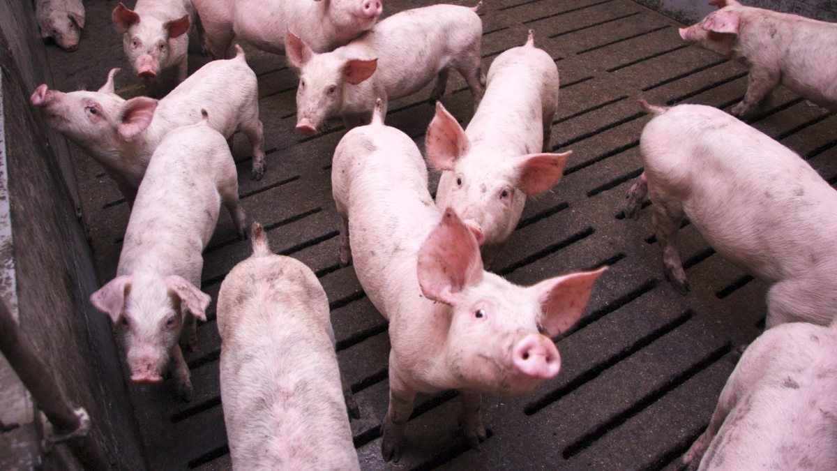 Tyske svineproducenter kan sætte næsen op efter stigende priser i takt med stigende temperaturer og stigende grillaktivitet. Arkivfoto