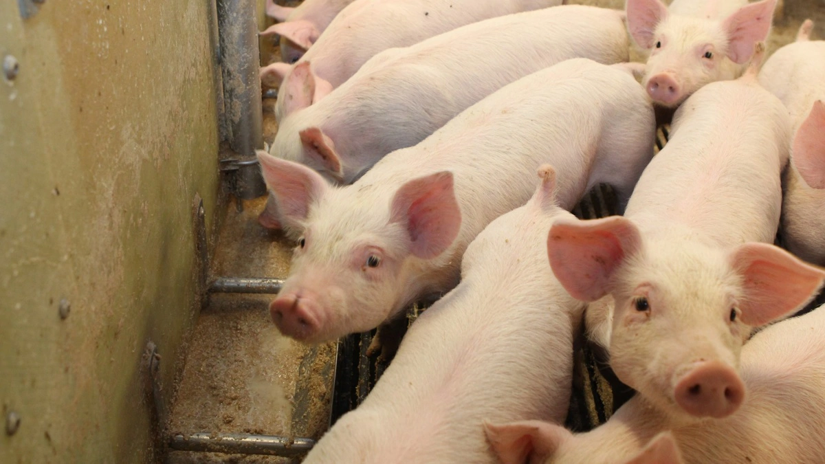 Problemer med halebid i en klimastald forsvandt, da et defekt jordspyd blev udskiftet. Arkivfoto: Anne Wolfenberg