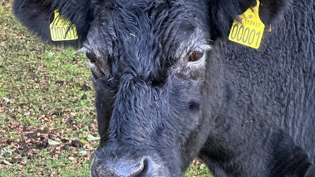 Bertha blev 20 år og var stamko i Poppelgaardens Angus-besætning ved Viborg. Hun bar øremærke nr. 1 og efterlader sig et markant aftryk i en lille flok, hvor hvert dyr tæller. Privatfoto