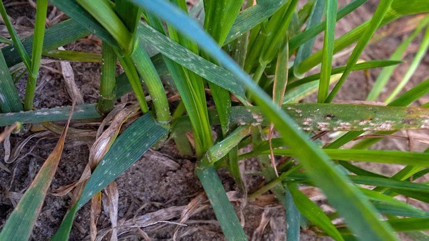 Meldug i Champion-hvede i registreringsnettet ved Ringkøbing fotograferet 21. april. I marken var der én procent angrebne planter. Foto: Shabnam Alizadeh Nicolaisen, Vestjysk