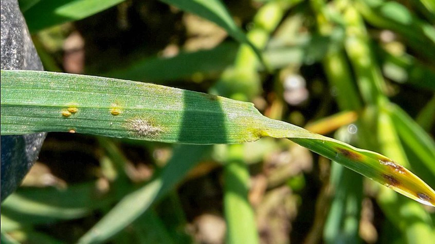Bygrust og meldug i vinterbyg i registreringsnettet ved Ringsted fotograferet 20. april. Foto: Irene Skovby Rasmussen, Vkst
