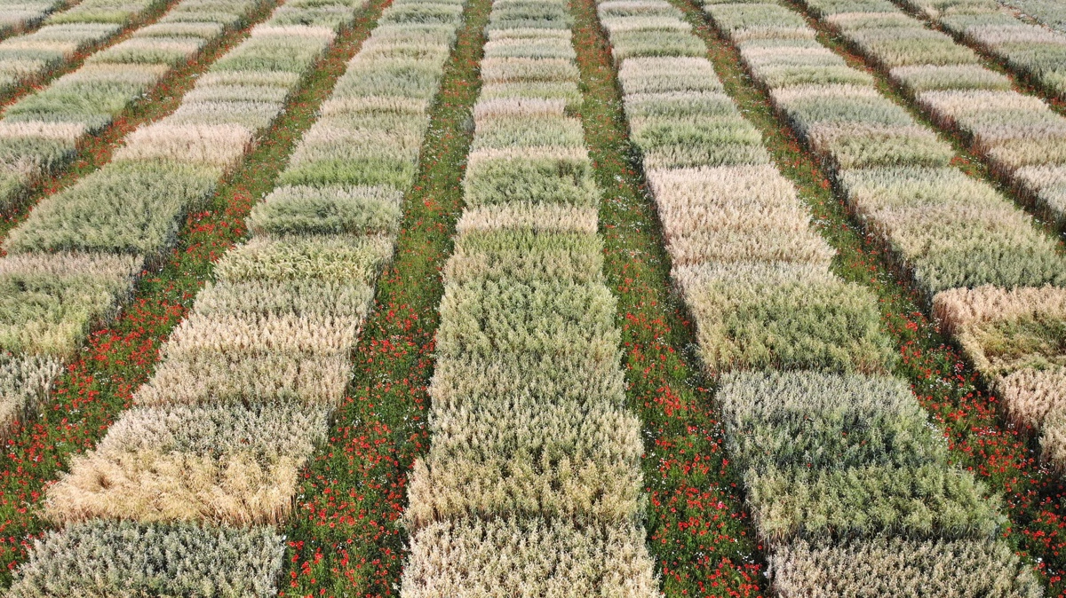 I alt 200 havresorter bliver afprøvet på NordGens forsøgsmarker. Fotos: NordGen