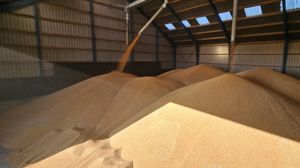 Store lagre presser gammel høst, mens ny høst holder prisniveauet oppe på grund af vejrusikkerhed og omkostninger. Arkivfoto: Camilla Bønløkke