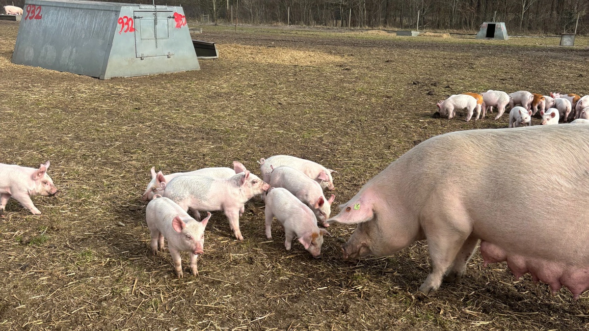 Da Greensgaard skiftede til DanBred Duroc som ornerace til alle deres kuld, så de, at kødprocenten steg med to procentpoint. Fotos: DanBred