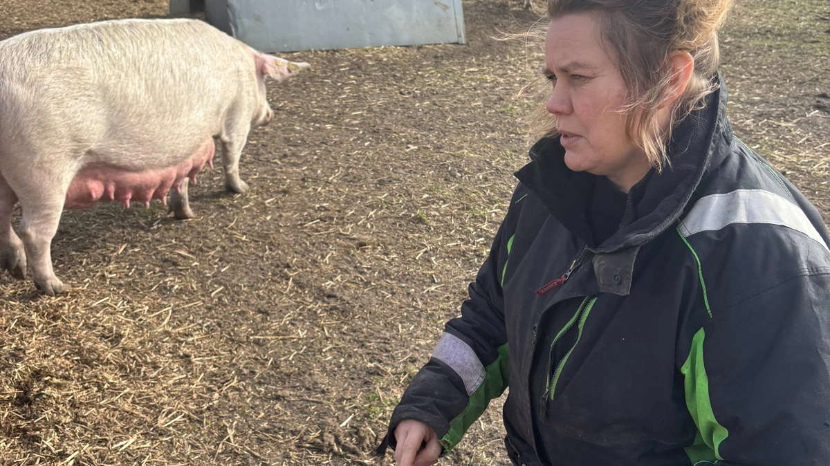Lene Conradsen vurderer, at de bruger cirka 0,3 foderenheder ekstra pr. kg tilvækst sammenlignet med en konventionel gris. 