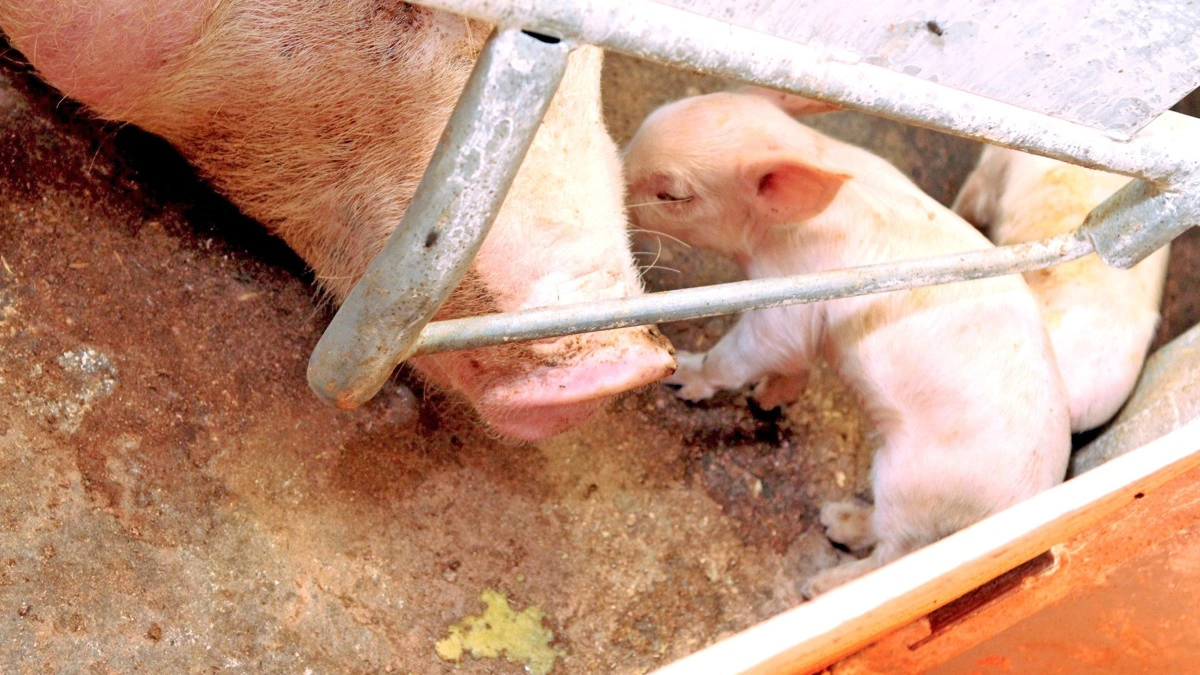 Der mangler bedre overblik over, hvilke regler der faktisk skal gælde, når myndighederne skal håndhæve dyrevelfærd i svinestalde. Arkivfoto: Anne Wolfenberg