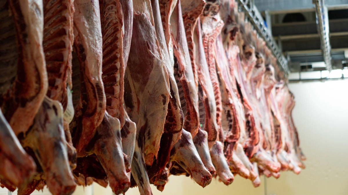 Kreaturpriser falder 30 øre. Svagt EU-marked presser efterspørgslen, mens branchen håber på løft fra varmere vejr. Arkivfoto