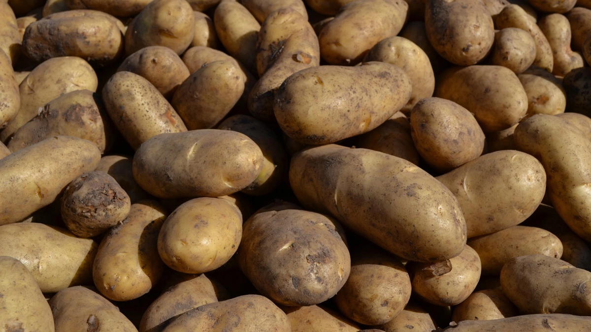 Forlig i sag om ulovlig Facebook-annoncering af læggekartofler understreger skærpede krav til rettigheder og plantesundhed. Arkivfoto