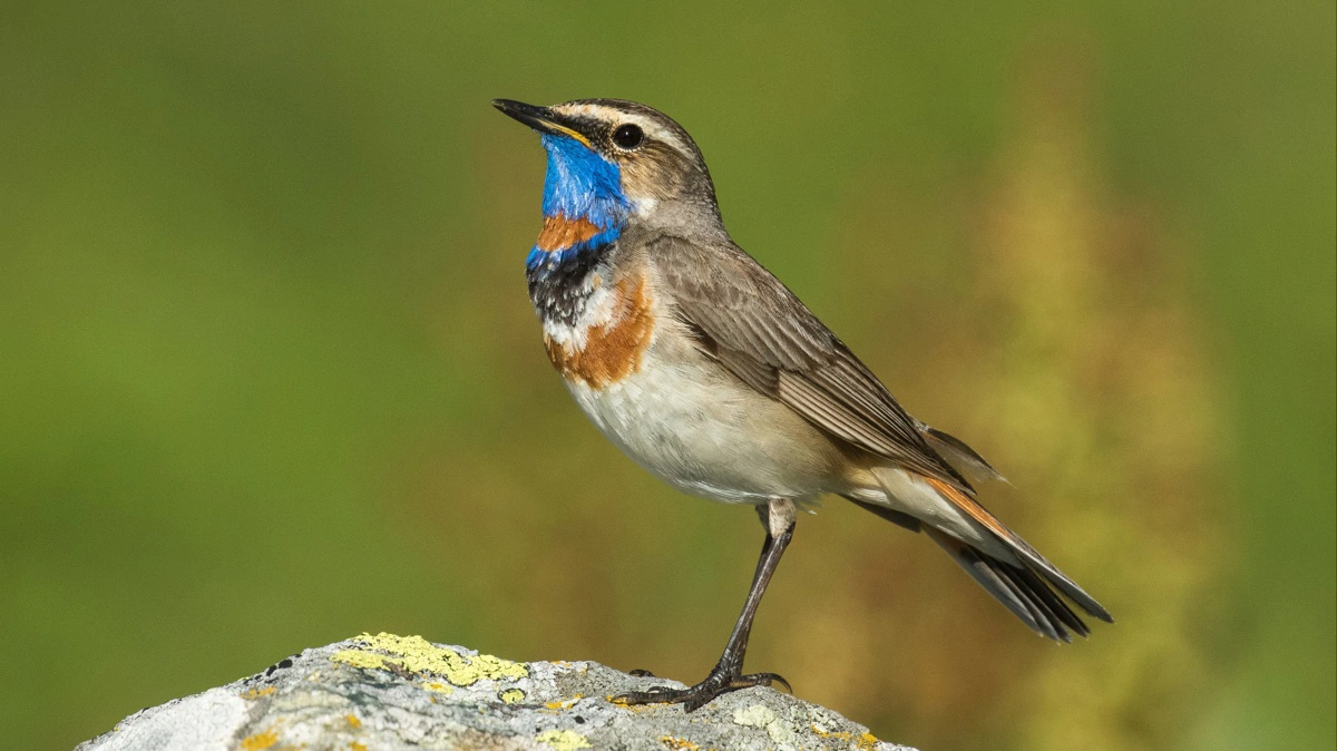 Blåhalsen er tæt beslægtet med nattergalen, og i de senere år har den spredt sig til større og større dele af Danmark, oplyser Danmarks Naturfredningsforening. Foto: Francesco Veronesi via Creative Commons CC 2.0