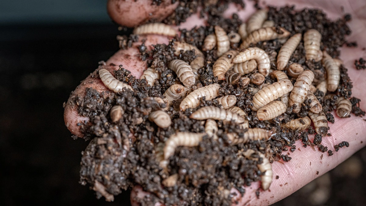 Enorms fabrik og jord solgt for 65,9 millioner kroner til Euro Steel Trading ApS. Arkivfoto: DLG