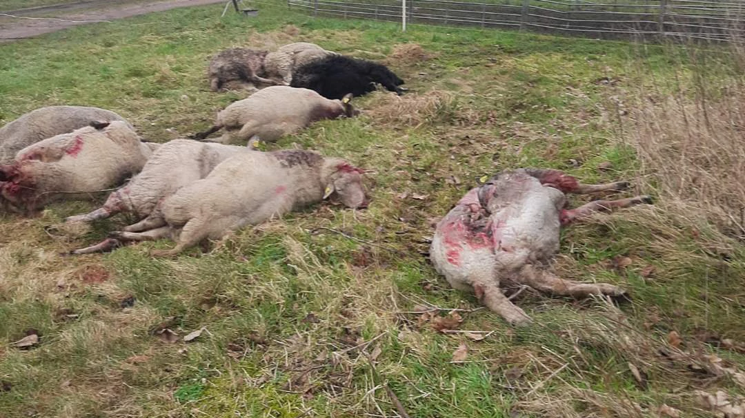 Med flere ulveangreb kommer der flere penge i erstatning til husdyrholdere i Jylland, hvor ulven skaber problemer. Arkivfoto: Morten Thøgersen