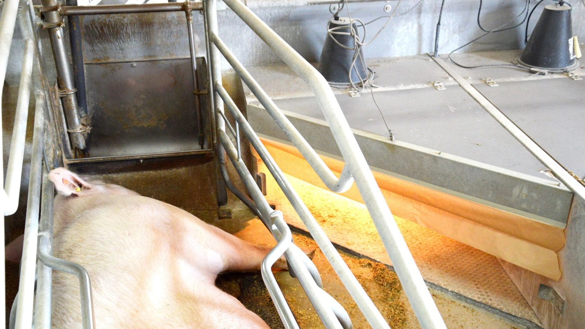 Gas og indirekte elpriser kan komme under pres igen senere på året, vurderer Jyske Bank i en ny analyse. Arkivfoto: Camilla Bønløkke