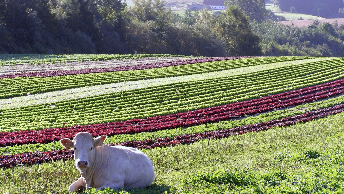 Det økologiske landbrugsareal falder i Danmark, samtidig med at ambitionen er en markant udvidelse. Forskere vurderer, at målet er svært at nå. Arkivfoto