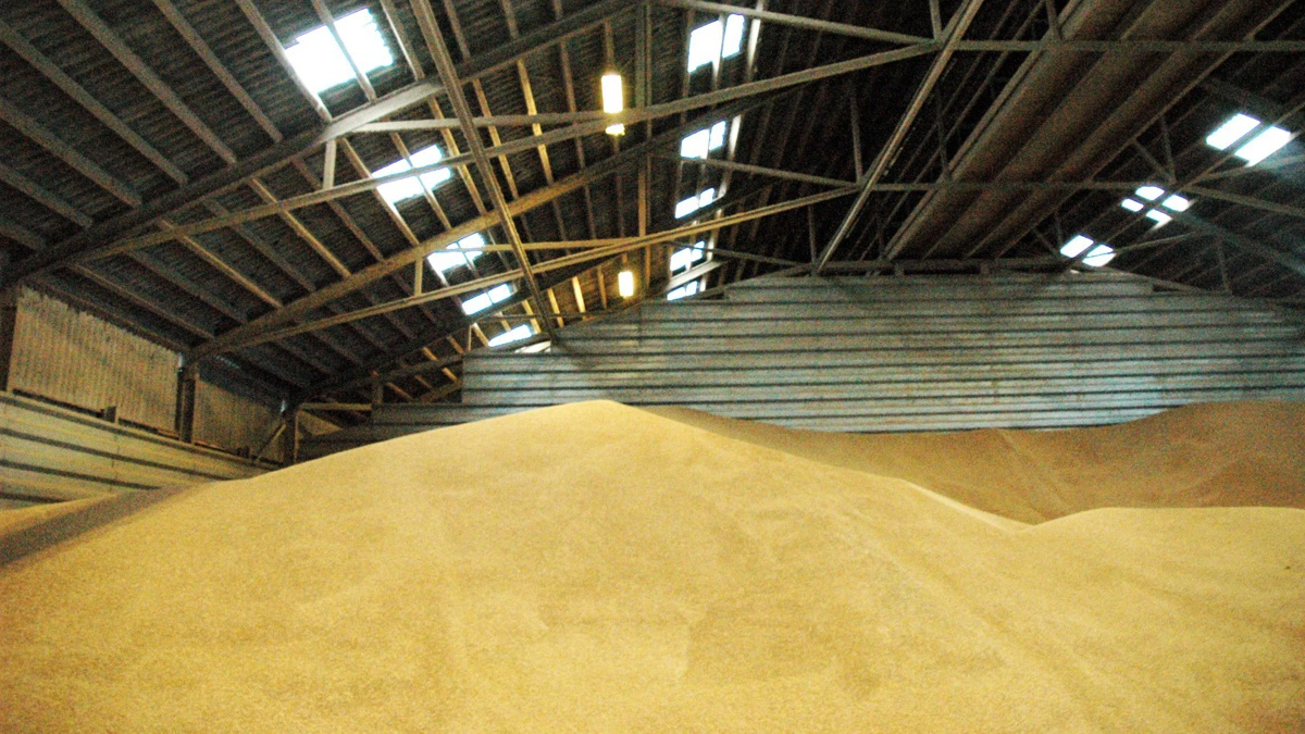 Høst 2026 ser mere interessant ud prismæssigt, end mange troede for få måneder siden, vurderer AgroMarkets. Arkivfoto: Morten Ipsen