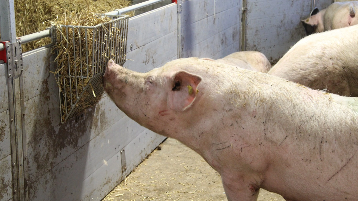 Både foder og halm kan indeholde mykotoksiner som for eksempel DON. Arkivfoto: Anne Wolfenberg