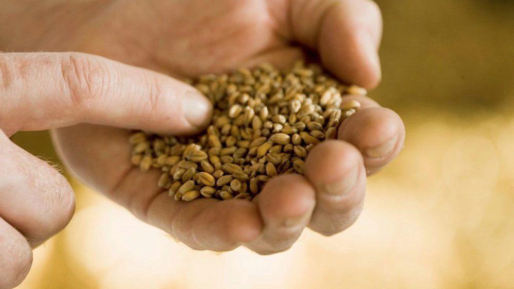 Mykotoksinet DON kan forårsage store sundhedsmæssige konsekvenser for blandt andet grise. Meget tyder dog på, at canadiske forskere er tæt på at have udviklet en revolutionerende metode, som næsten kan eliminere indholdet af DON. Arkivfoto.