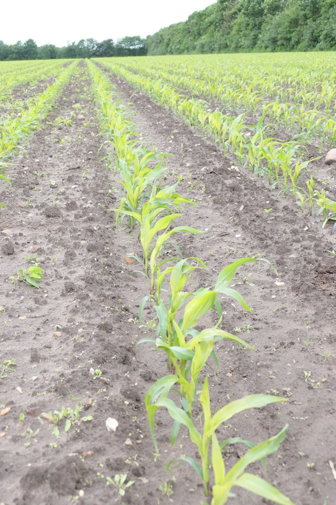 Det optimale tidspunkt for såning af majs er ved en jordtemperatur på 10 grader, og med en vejrudsigt, hvor der er en lufttemperatur på 15-20 grader om dagen. Arkivfoto