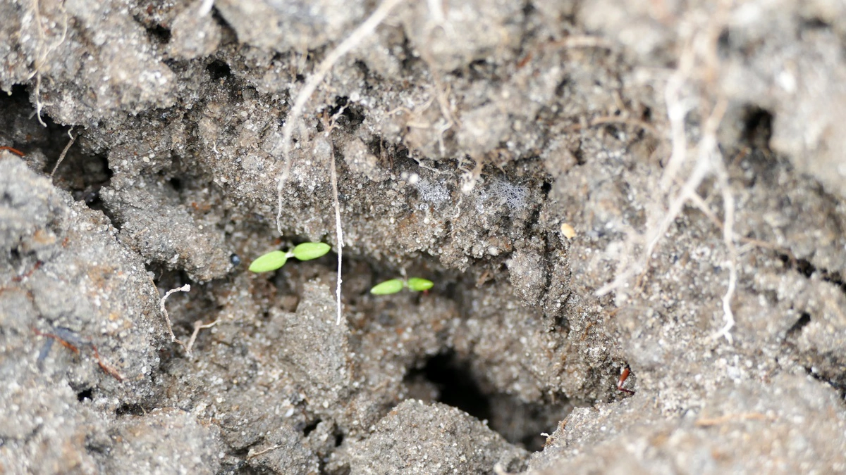 Falsk såbed bør etableres mindst 8-10 dage før forventet såning og gerne tre uger før forventet såning. Arkivfoto