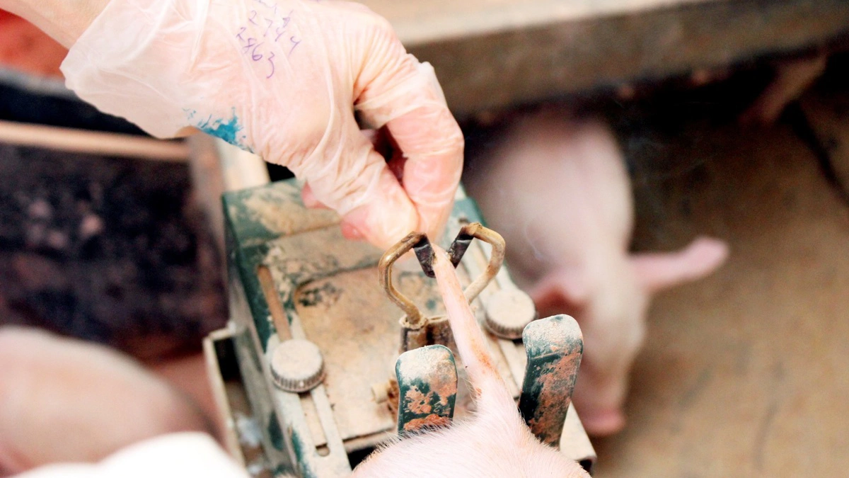 Halekupering udføres fortsat i størstedelen af danske svinebesætninger, selv om rutinemæssig praksis har været forbudt i EU siden 1993. Arkivfoto: Anne Wolfenberg
