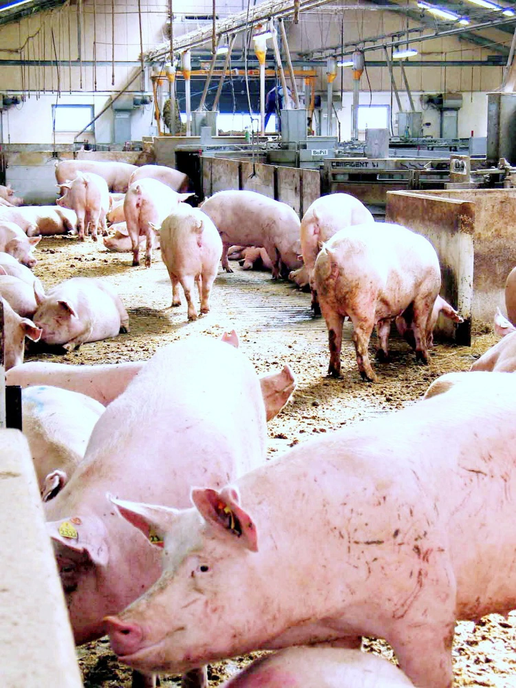 Opdeling i flere cvr-numre kan ifølge Statsrevisorerne give svineproducenter mulighed for at undgå kontrol og skærpede sanktioner. Arkivfoto: Anne Wolfenberg